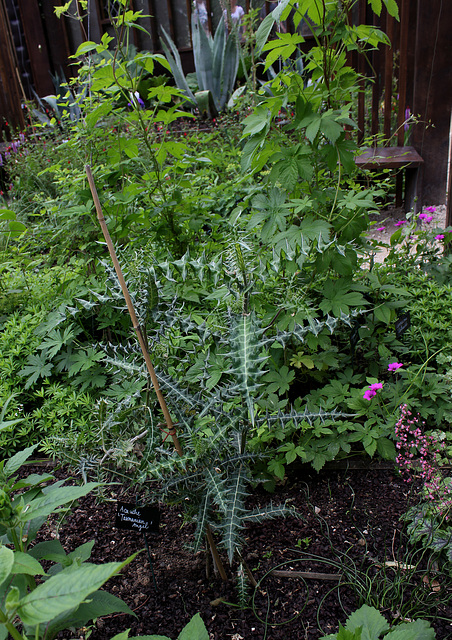 Le jardin des pécheresses (17)