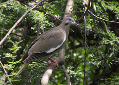 White-winged Dove