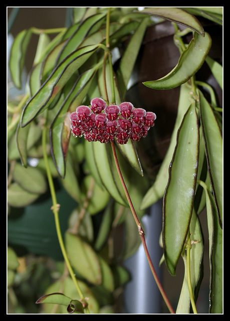 Hoya wayetii