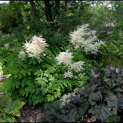 Jardin chinois- Aruncus dioïcus- Barbe de Bouc Jardin chinois- Aruncus dioïcus- Barbe de Bouc