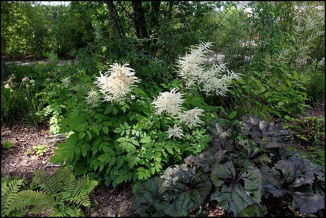 Jardin chinois- Aruncus  dioïcus- Barbe de Bouc