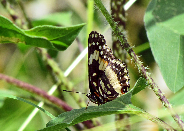 Bordered Patch Butterfly