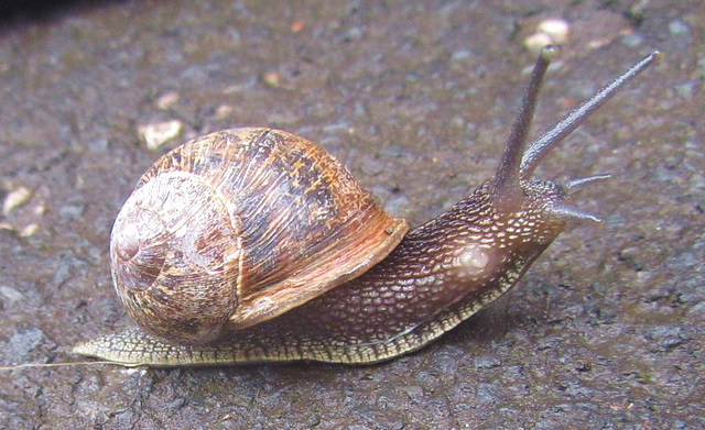Snail Self-Portrait