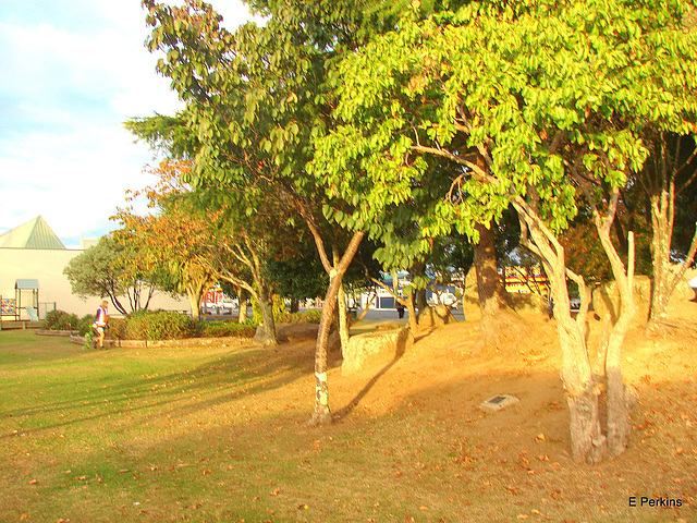 Central Whitianga Park