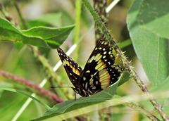 Bordered Patch Butterfly