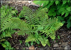 Polystichum polyblepharum