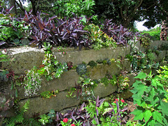 Succulent Garden Wall