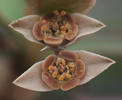 Euphorbia moratii - Blüte