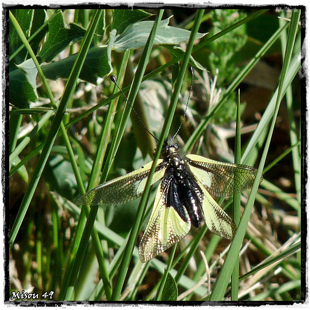 Papillon du Vaucluse .