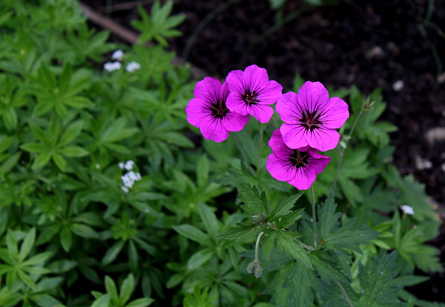 Le jardin des pécheresses- Geranium psilostemon