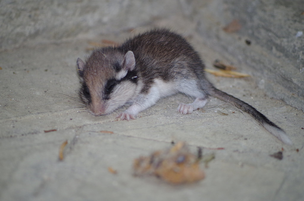 jeune rat fruitier ou peut-être un jeune lérot ?