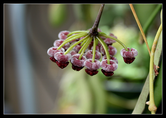 Hoya wayetii