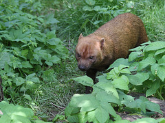 Waldhund (Wilhelma)