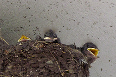 Barn Swallow Nestlings