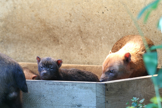 Familie Waldhund (Wilhelma)