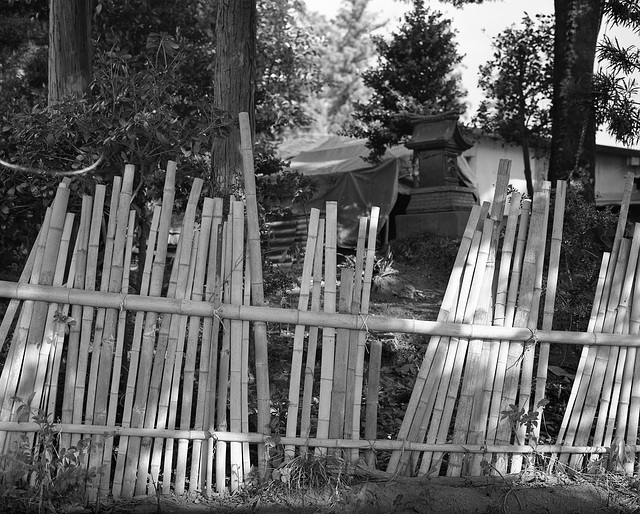 Bamboo fence