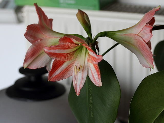 Blühende Amaryllis (21. 5. 2014)