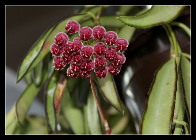 Hoya wayetii