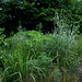 Dissection  d'un jardin d'Eden  (3)