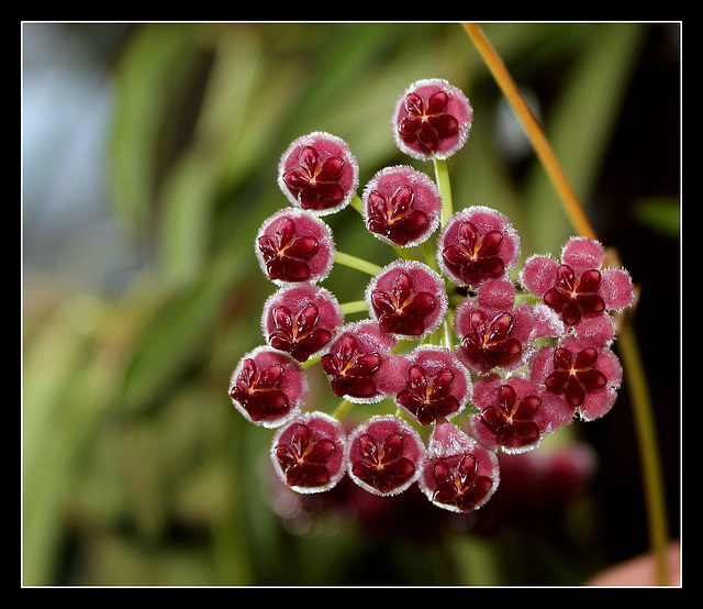 Hoya wayetii