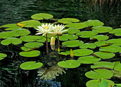 Waterlilies