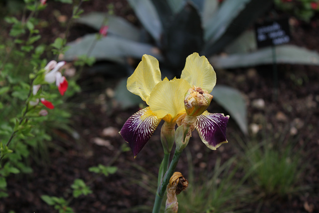 Le jardin des pécheresses-Iris lorelei