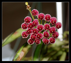 Hoya wayetii