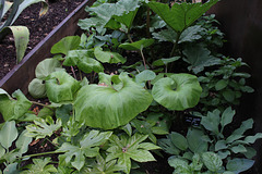 Le jardin des pécheresses-Petasites japonica