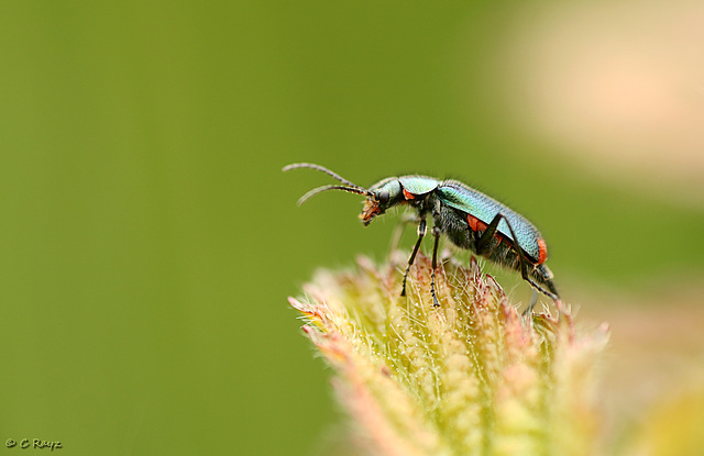 Common Malichite Beetle