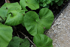 Le jardin des pécheresses-Petasites japonicum