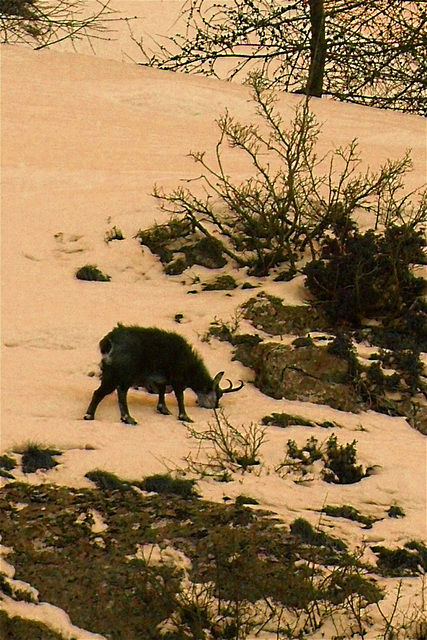 Chamois l'hiver