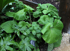 Le jardin des pécheresses-Petasites japonicum (2)