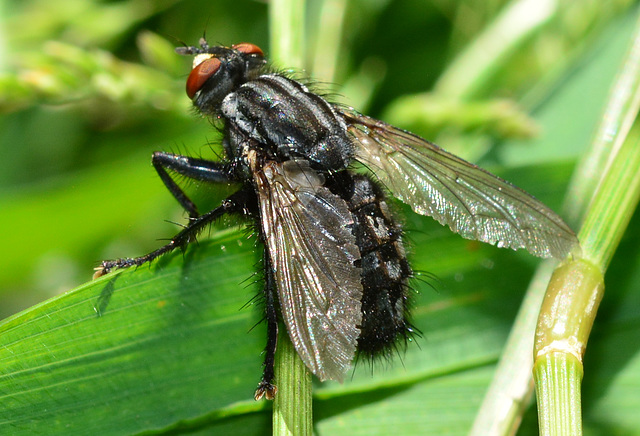 Flesh-Fly, Sarcophaga carnaria