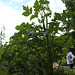 Dissection  d'un jardin d'Eden  - Angélique