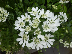 Orlaya grandiflora