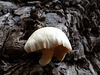 Fungi on a river red gum Adelaide