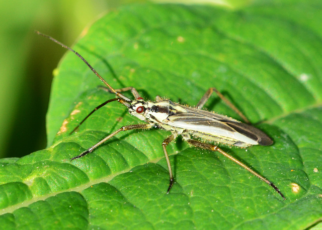 Leptopterna dolabrata,male