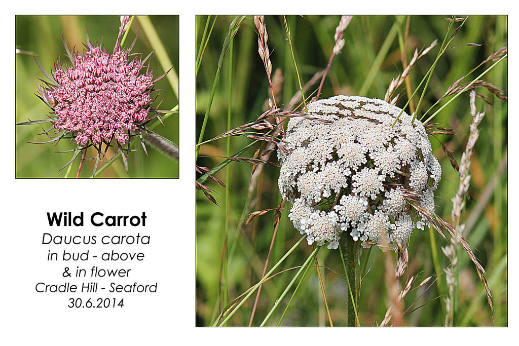 Wild Carrot - Seaford - 30.6.2014