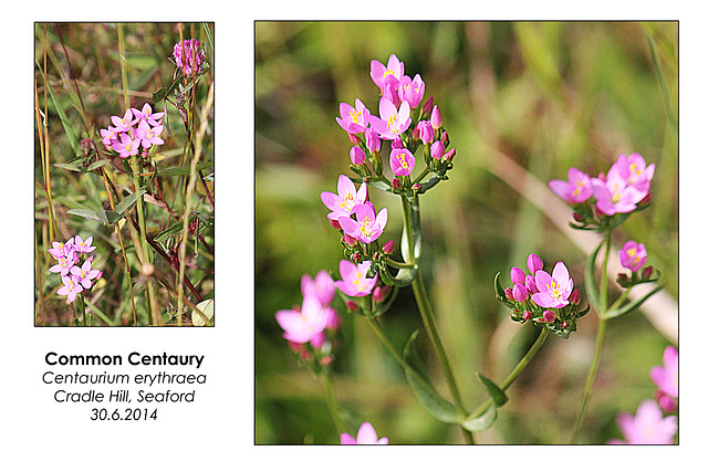 Common Centaury - Seaford - 30.6.2014