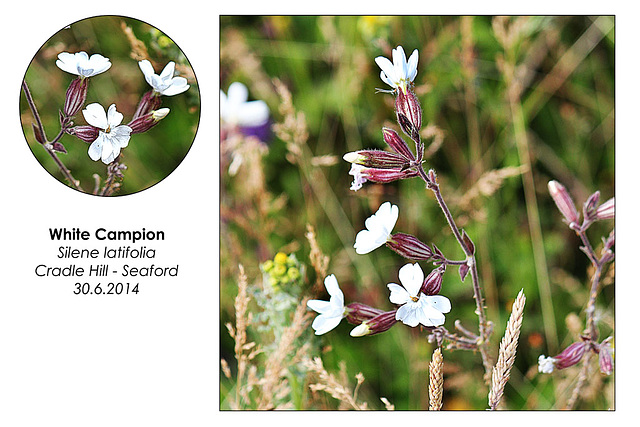 White Campion - Seaford - 30.6.2014