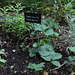Dissection  d'un jardin d'Eden  - fraisier