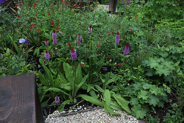 Le jardin des pécheresses-Primula vialii (2)