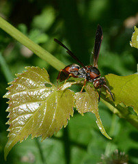 Grape-leaf paper wasp