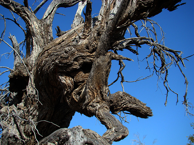 Gnarled tree