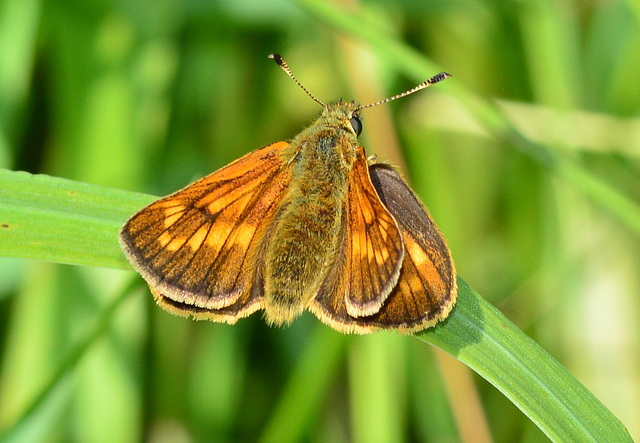 Skipper, ochlodes venatus