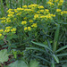 Dissection  d'un jardin d'Eden- Euphorbia dulcis