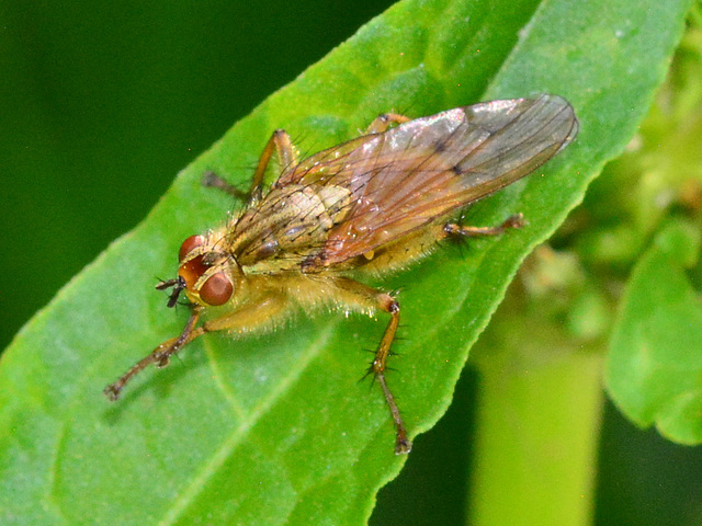 Yellow Dung Fly,Scathophaga stercoraria