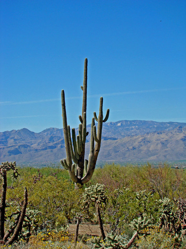 Saguaro National Park East