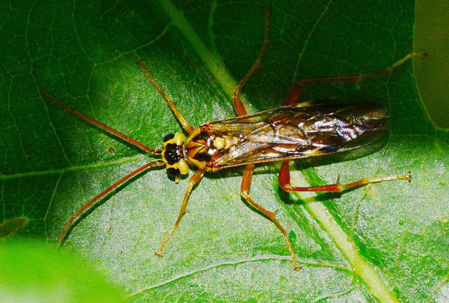 Sawfly