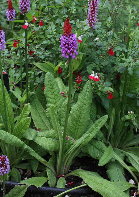 Le jardin des pécheresses-Primula vialii (3)